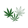 Cannabis Leaves Vinyl Decal